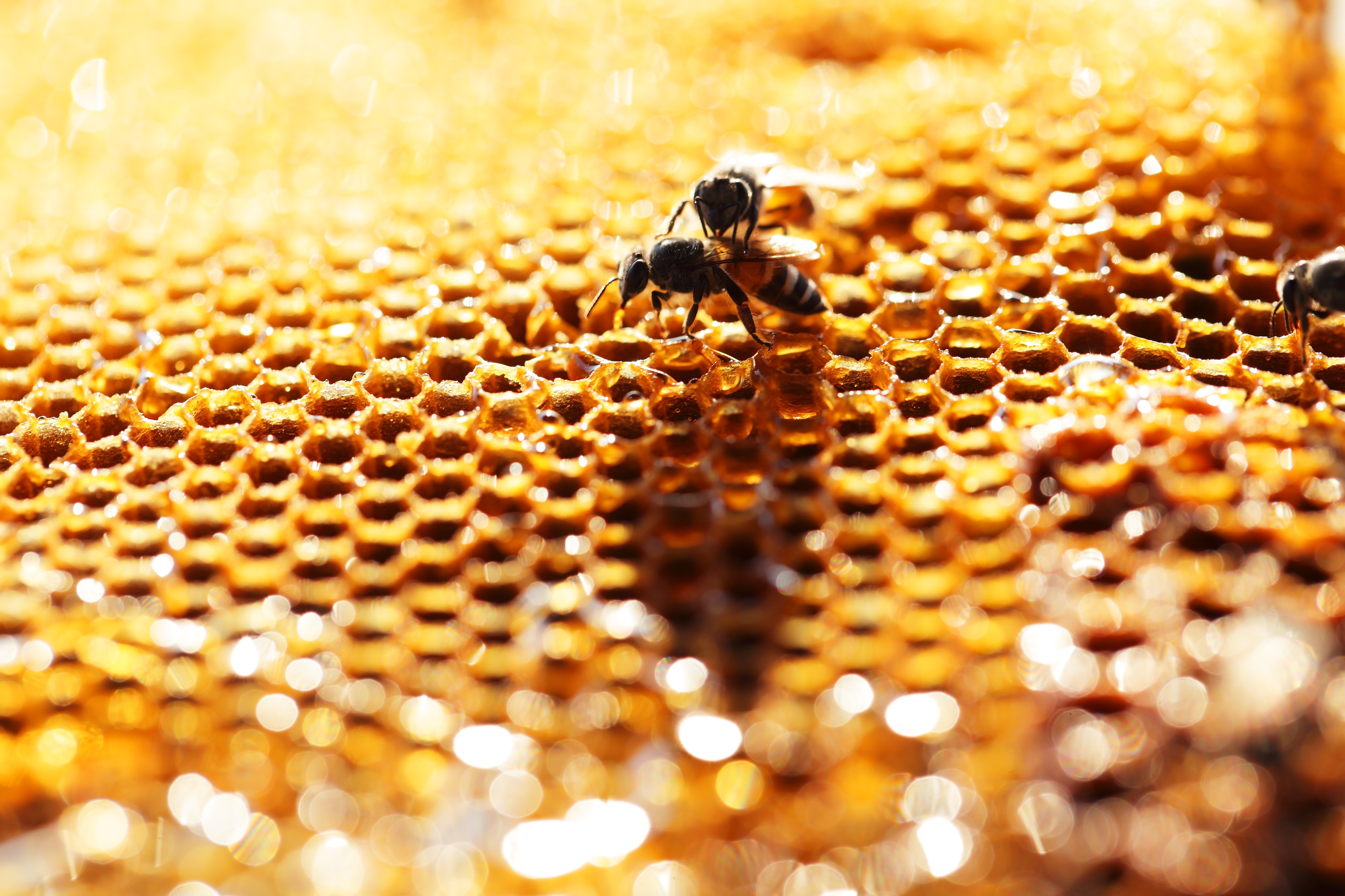 abejas panal.jpeg
